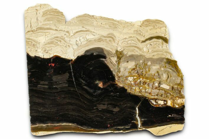 Polished Fossil Stromatolite (Columnacollenia) Slab - Crimea #363013